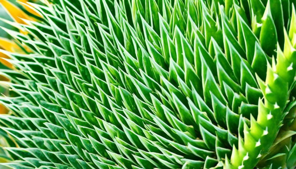 Ananas Pflanze